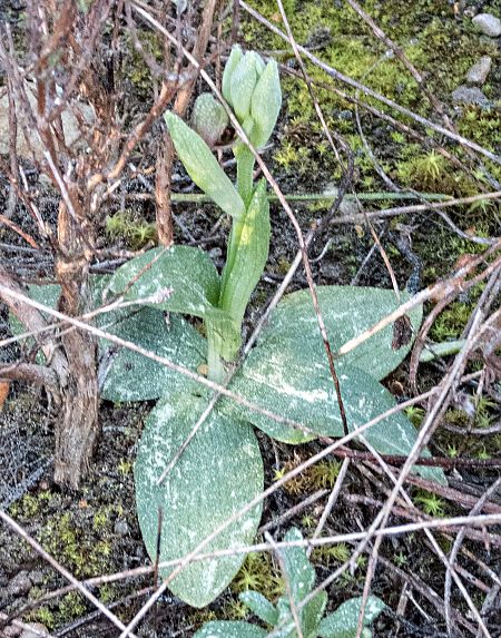 Ophrys speculum  - Màrius Domingo