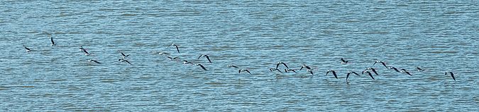 Cames llargues  - Màrius Domingo