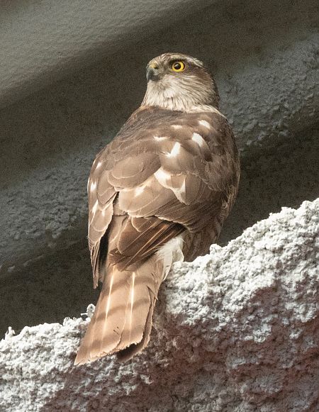 Esparver vulgar  - Màrius Domingo