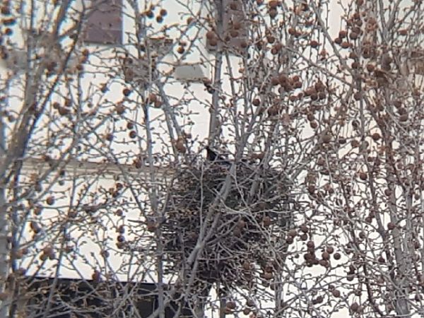 Graula  - Ferran Fitó