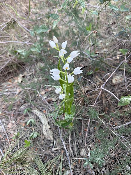 Cephalanthera longifolia  - Andreu Escolà Llevat
