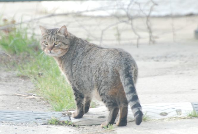 Gat salvatge / Gat domèstic o assilvestrat  - Carlos Lopez