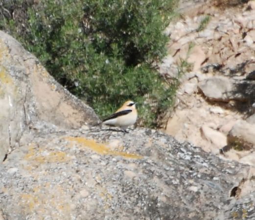 Còlit ros occidental  - Carlos Lopez