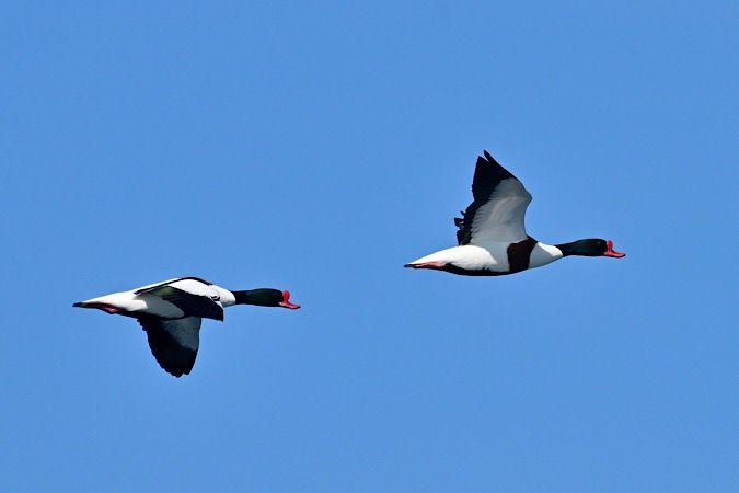 Ànec blanc  - Xavier Idígora i Planas