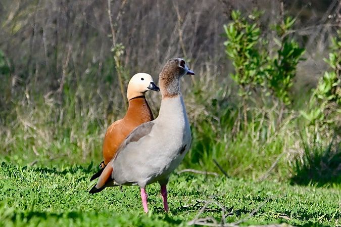 Ànec canyella  - Xavier Idígora i Planas
