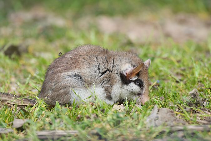 Rata cellarda  - Carlos Nos