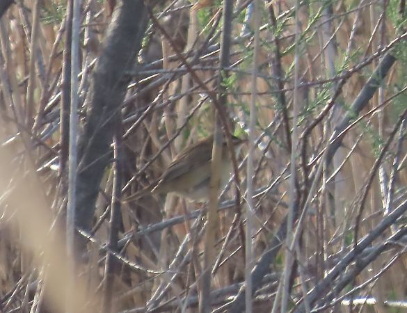 Boscarla dels joncs  - Mireia Lara