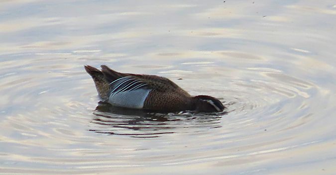 Xarrasclet  - Mireia Lara