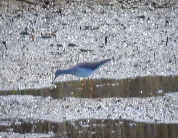 Gamba groga petita  - Mireia Lara