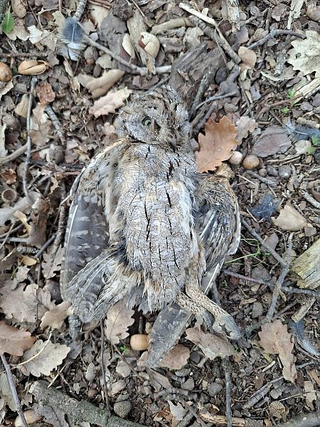 Xot  - Adrià Compte Ferrer