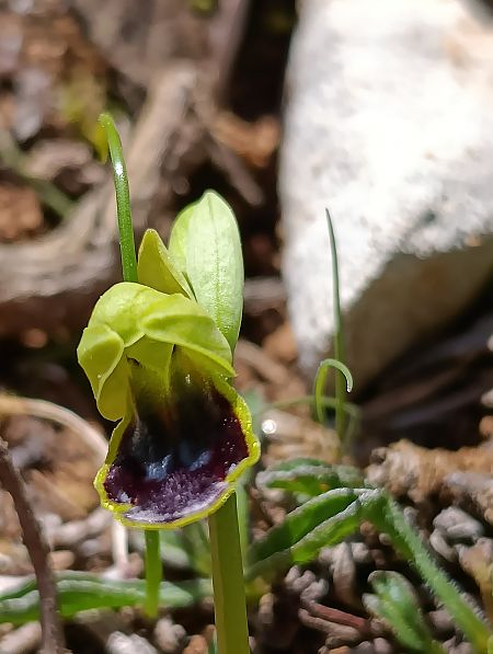 Ophrys bilunulata  - Daniel González