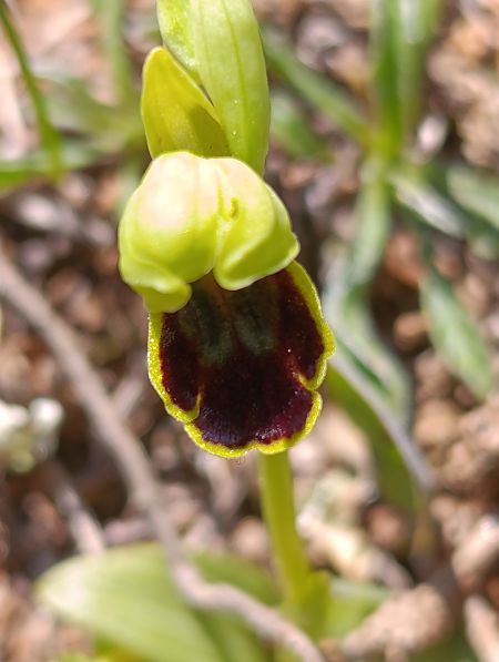 Ophrys bilunulata  - Daniel González
