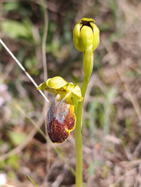 Ophrys bilunulata  - Daniel González