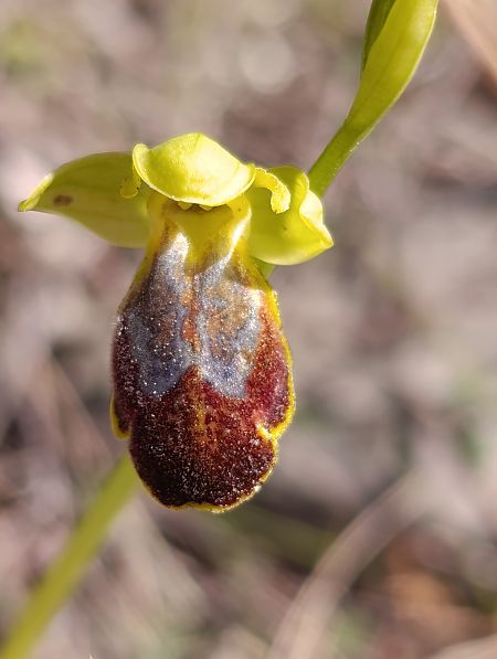 Ophrys bilunulata  - Daniel González