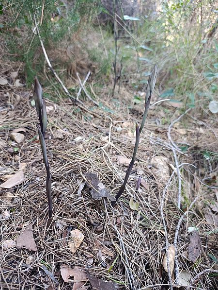 Limodorum abortivum  - Daniel González