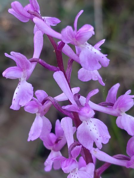 Orchis olbiensis  - Daniel González