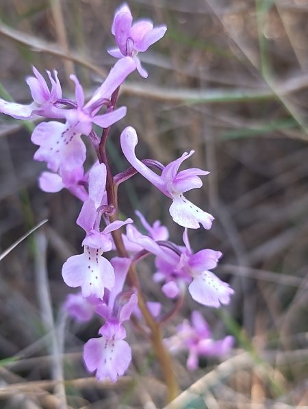 Orchis olbiensis  - Daniel González