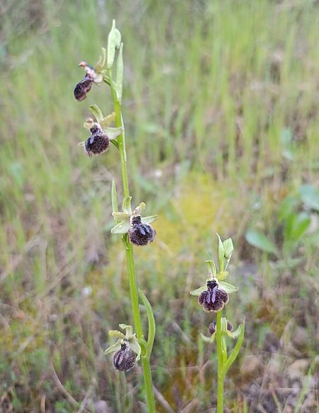 Ophrys passionis  - Daniel González
