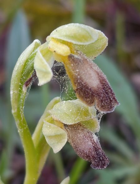 Ophrys forestieri  - Daniel González