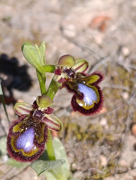 Ophrys speculum  - Daniel González