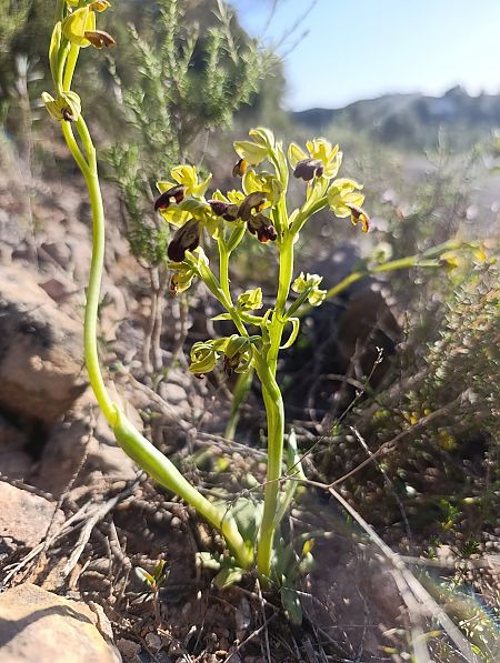 Ophrys forestieri  - Daniel González