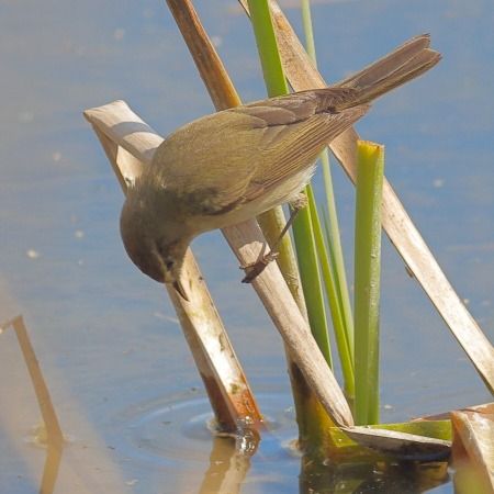 Boscaler comú  - Joaquim Bonfill