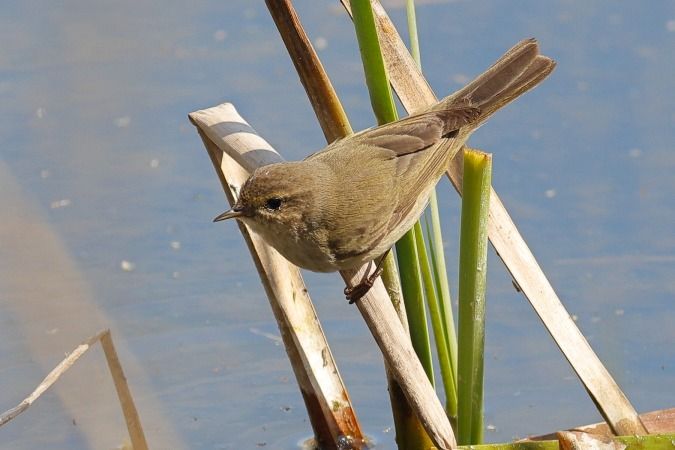 Boscaler comú  - Joaquim Bonfill