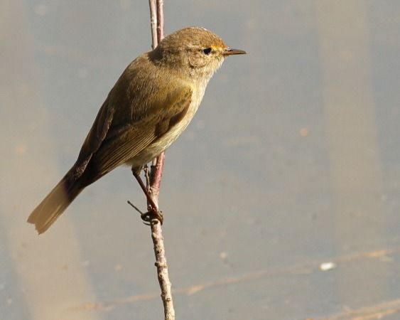 Boscaler comú  - Joaquim Bonfill