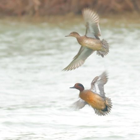 Xarxet comú  - Joaquim Bonfill