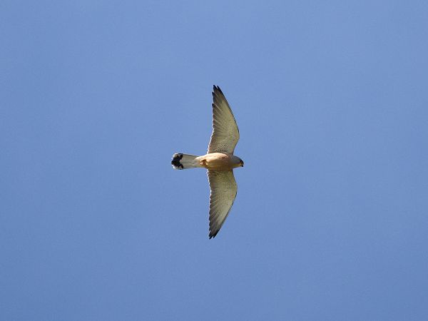 Xoriguer petit  - Arnau Bonan Barfull