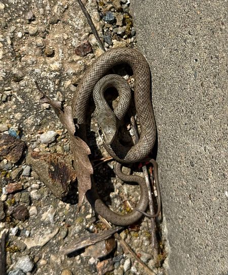 Serp verda  - Arnau Bonan Barfull