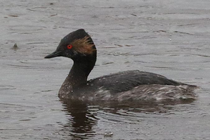 Cabussó collnegre  - Jaume Campderròs Jordà