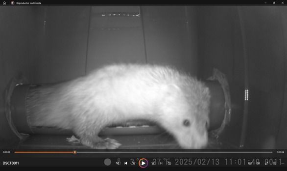 Visó americà  - Marta PuigdomÈnech