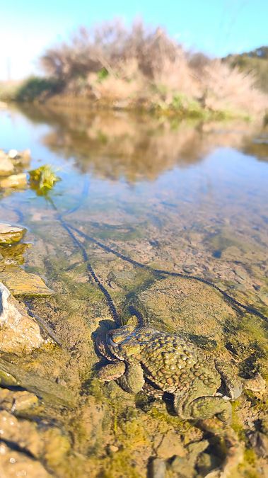 Gripau corredor  - Xavier Riera