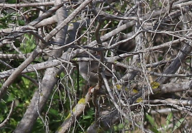 Tallareta sarda  - Vittorio Pedrocchi