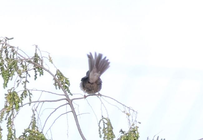 Tallareta sarda  - Vittorio Pedrocchi