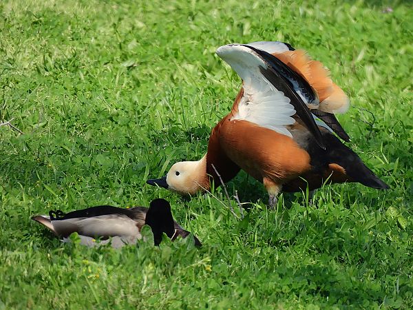 Ànec canyella  - Lluis Mir Pla