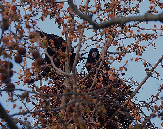 Graula  - Lluis Mir Pla