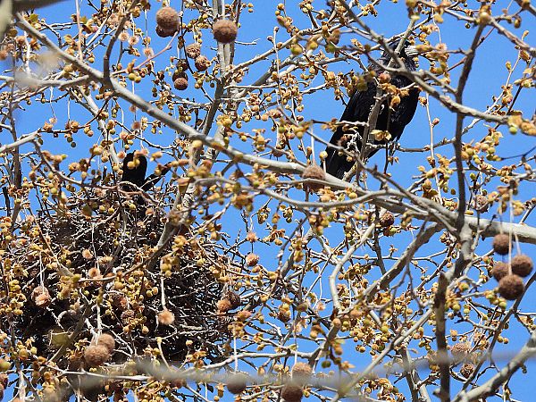 Graula  - Lluis Mir Pla
