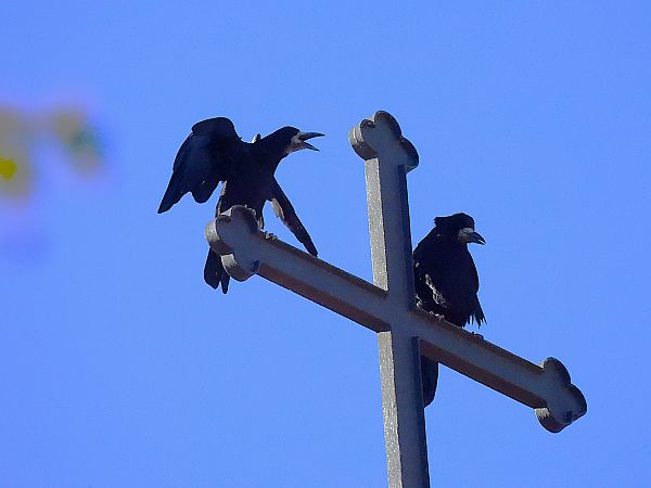 Graula  - Lluis Mir Pla