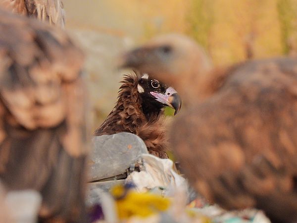 Voltor negre  - Lluis Mir Pla