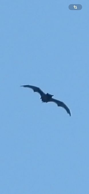 Ratpenat cuallarg  - Oriol Ribas