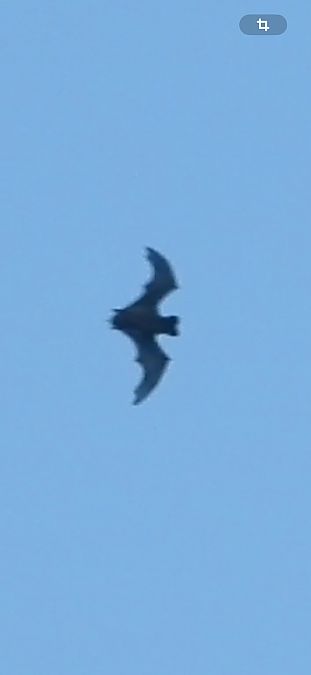 Ratpenat cuallarg  - Oriol Ribas