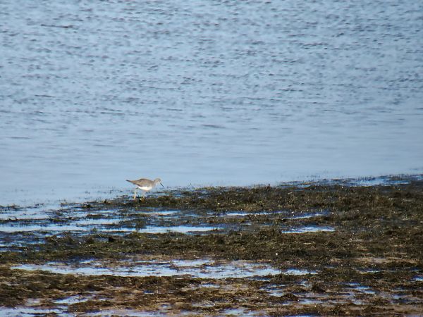 Gamba groga petita  - Kim Llano
