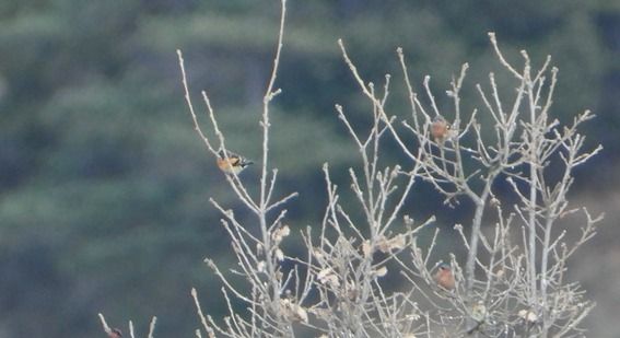 Pinsà mec  - Feliu López i Gelats