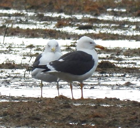 Gavià fosc  - Antoni Mariné