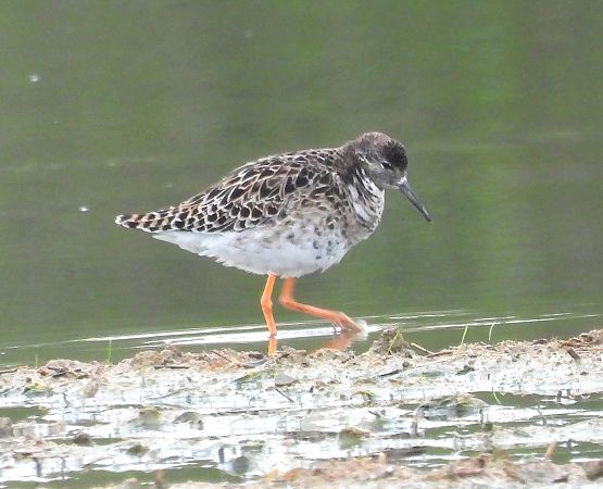 Batallaire  - Antoni Mariné