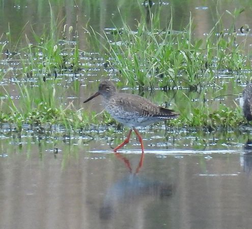 Gamba roja vulgar  - Antoni Mariné
