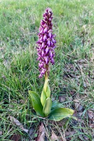 Himantoglossum robertianum  - Xesco Puigdomenech