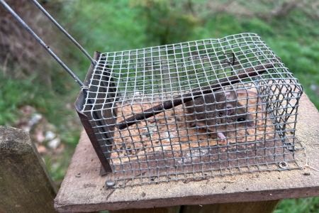 Ratolí de bosc  - Xesco Puigdomenech